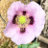Poppyseed