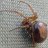 Pregger Spider