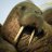 Mr. Walrus