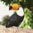 ToucansTwitches