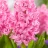 Hyacinth