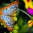 fairy2515