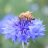 bluestem10