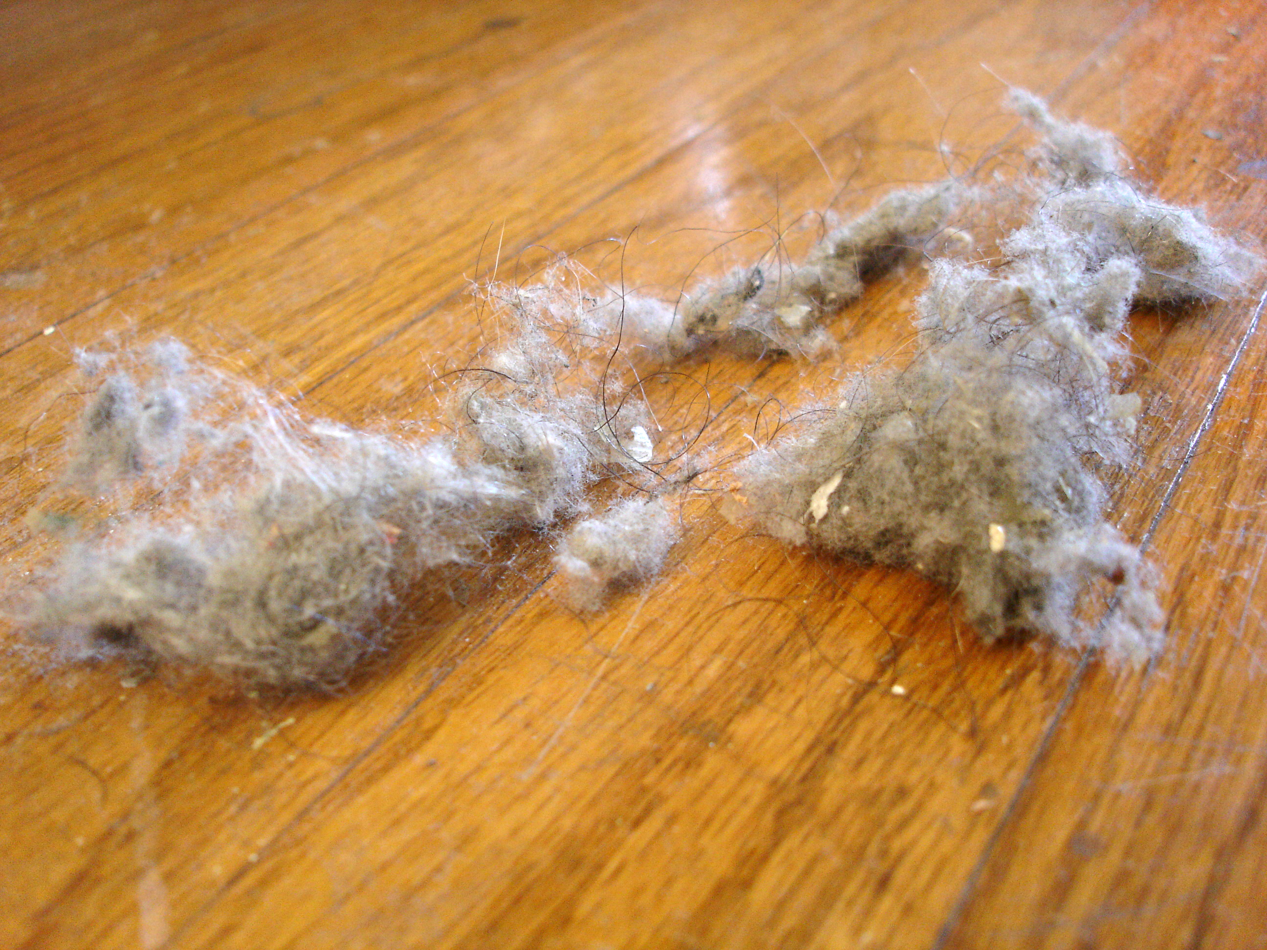 Dust_bunnies.jpg