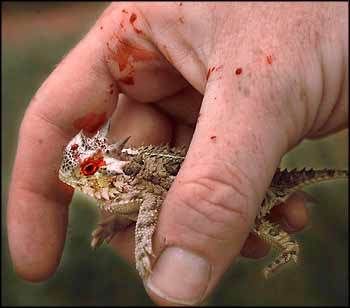 HornedLizardblood.jpg