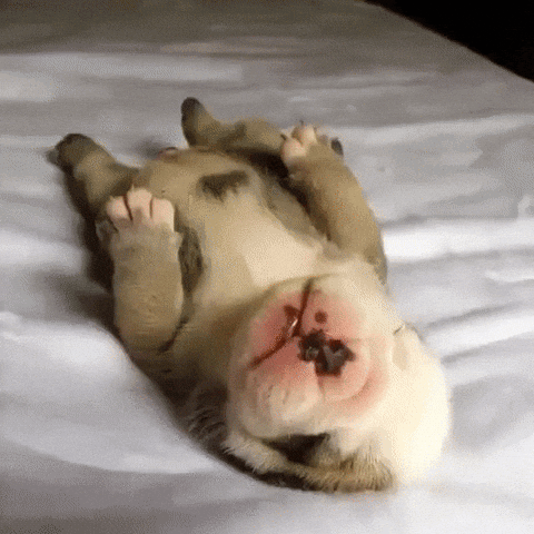 giphy.gif