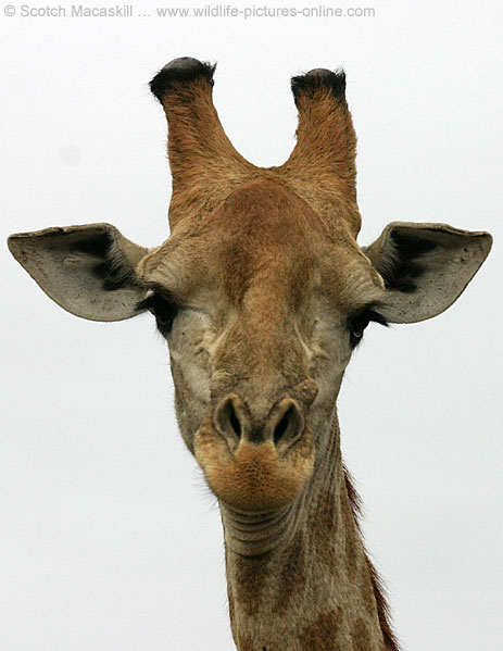 giraffe_ngr-4450.jpg
