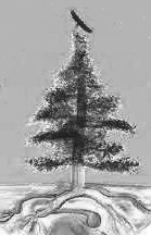 tree-of-peace.jpg