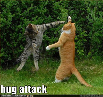 cat-hug-5.jpg