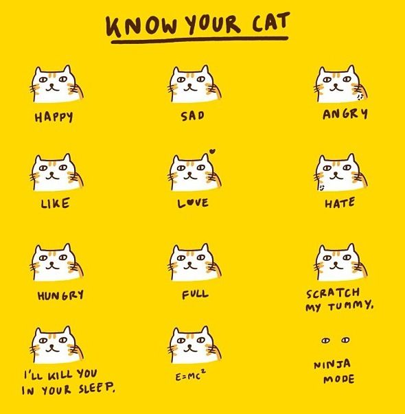 4048846581e9bc0173968dbf28165f21--cat-cat-kitty-cats.jpg