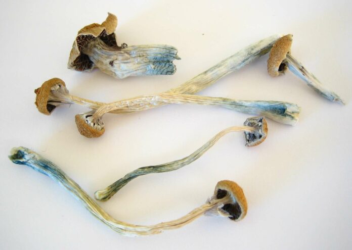 shrooms-696x495.jpg