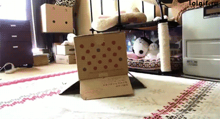 giphy.gif