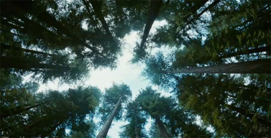 The-Tree-of-Life.jpg