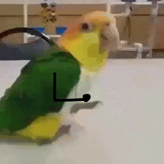 giphy.gif