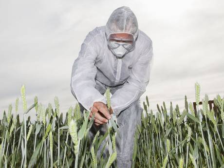 pg-10-gm-wheat-1-getty.jpg