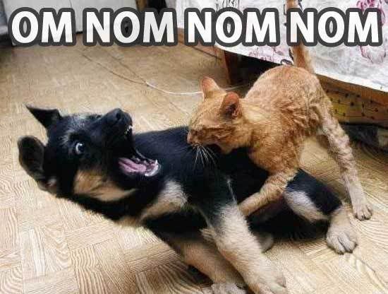 om-nom-nom-nom-cat-bites-dog.jpg