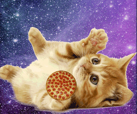 giphy.gif