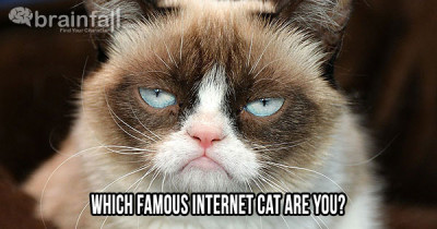 internet_cat_grumpy_st-400x210.jpg