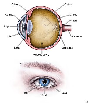 eye_diagram_300x350.jpg