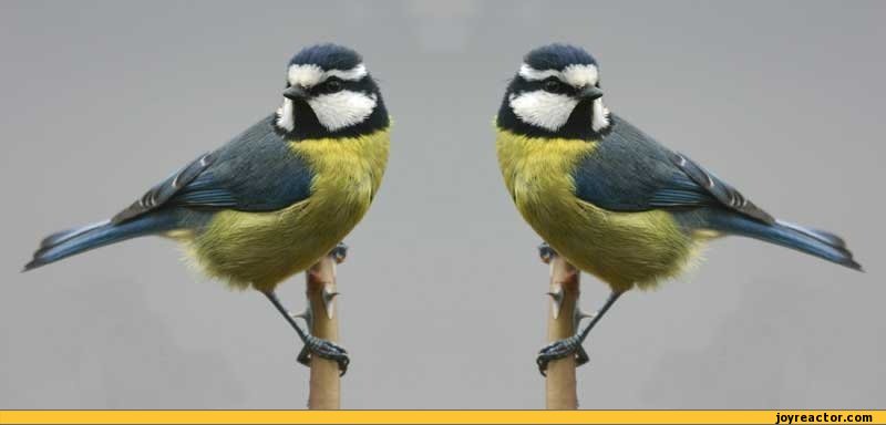 funny-pictures-auto-bird-tit-379339.jpeg
