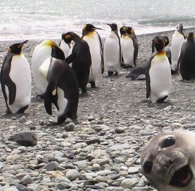 animal-photobombs-25.jpg