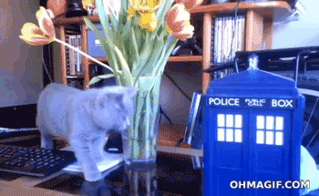 giphy.gif