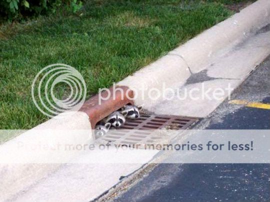 racoons-1.jpg