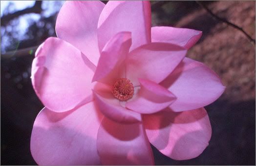 magnoliasprengeri4.jpg