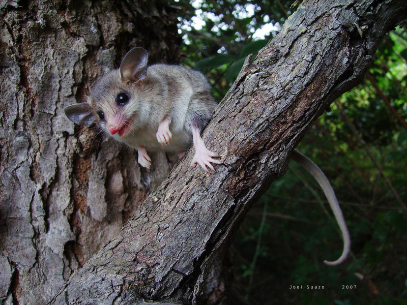 monito_del_monte_by_jurelazo.jpg