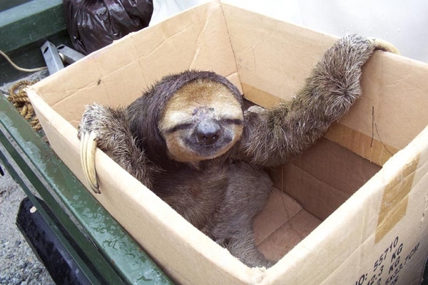 i__m_a_sloth_by_ungatt-d3a0en6.jpg