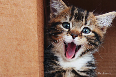why-should-i-spay-my-new-kitten-138101629.jpg