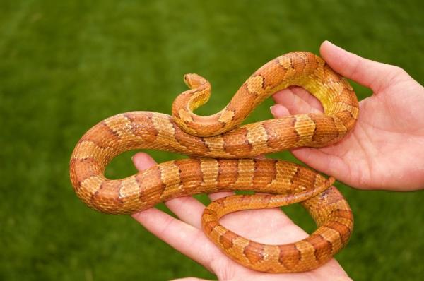 corn-snake-1600x398.jpg