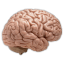 brain.png