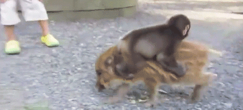 giphy.gif