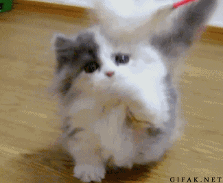 nUkoVyX.gif