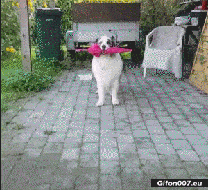 giphy.gif