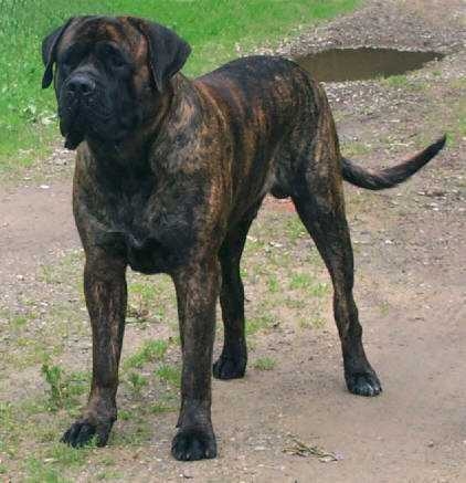 B_apricot_brindle.jpg
