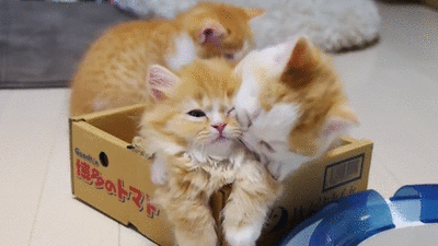 tumblr_njy5ihohLL1re3kvuo1_400.gif