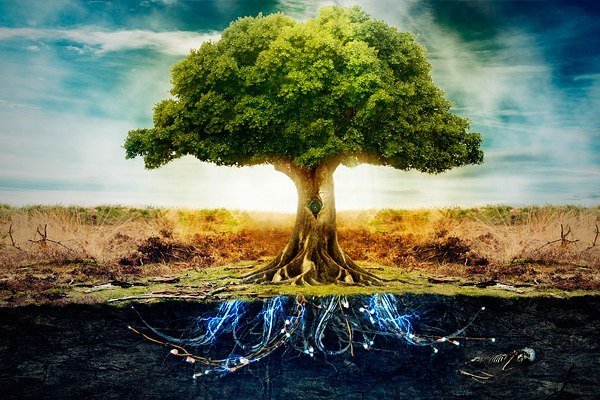 tree-power.jpg