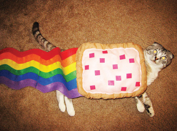 nyan-cat.jpg