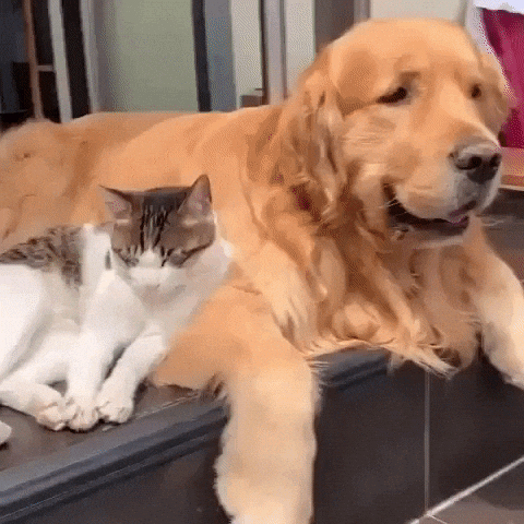giphy.gif