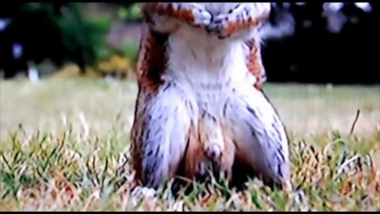 maxresdefault.jpg