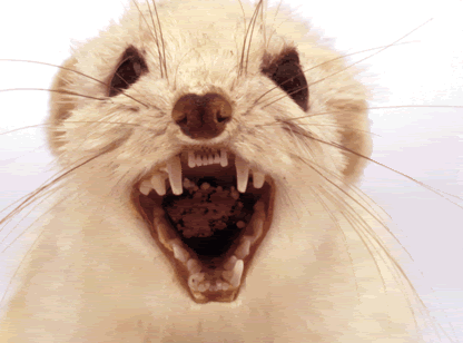 scary-rat.gif