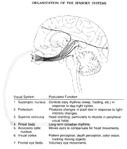 brain08.gif
