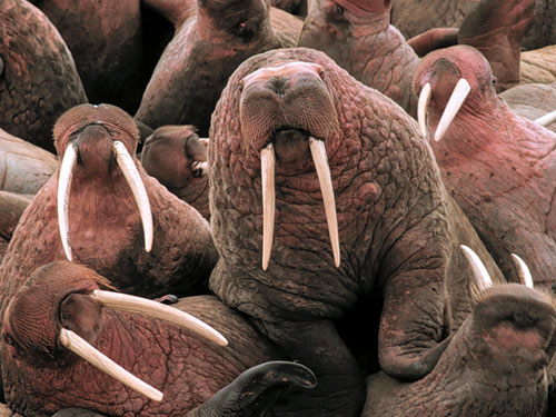 walrus.jpg