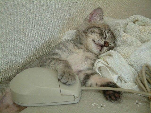 1624-tired-cat-with-mouse.jpg