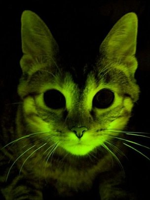 _55305878_image2faceclaws-1.jpg