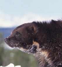wolverine_head.jpg