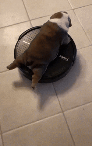 giphy.gif