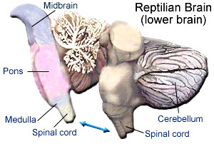 brain12.jpg